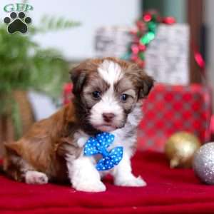 Rover, Havanese Puppy